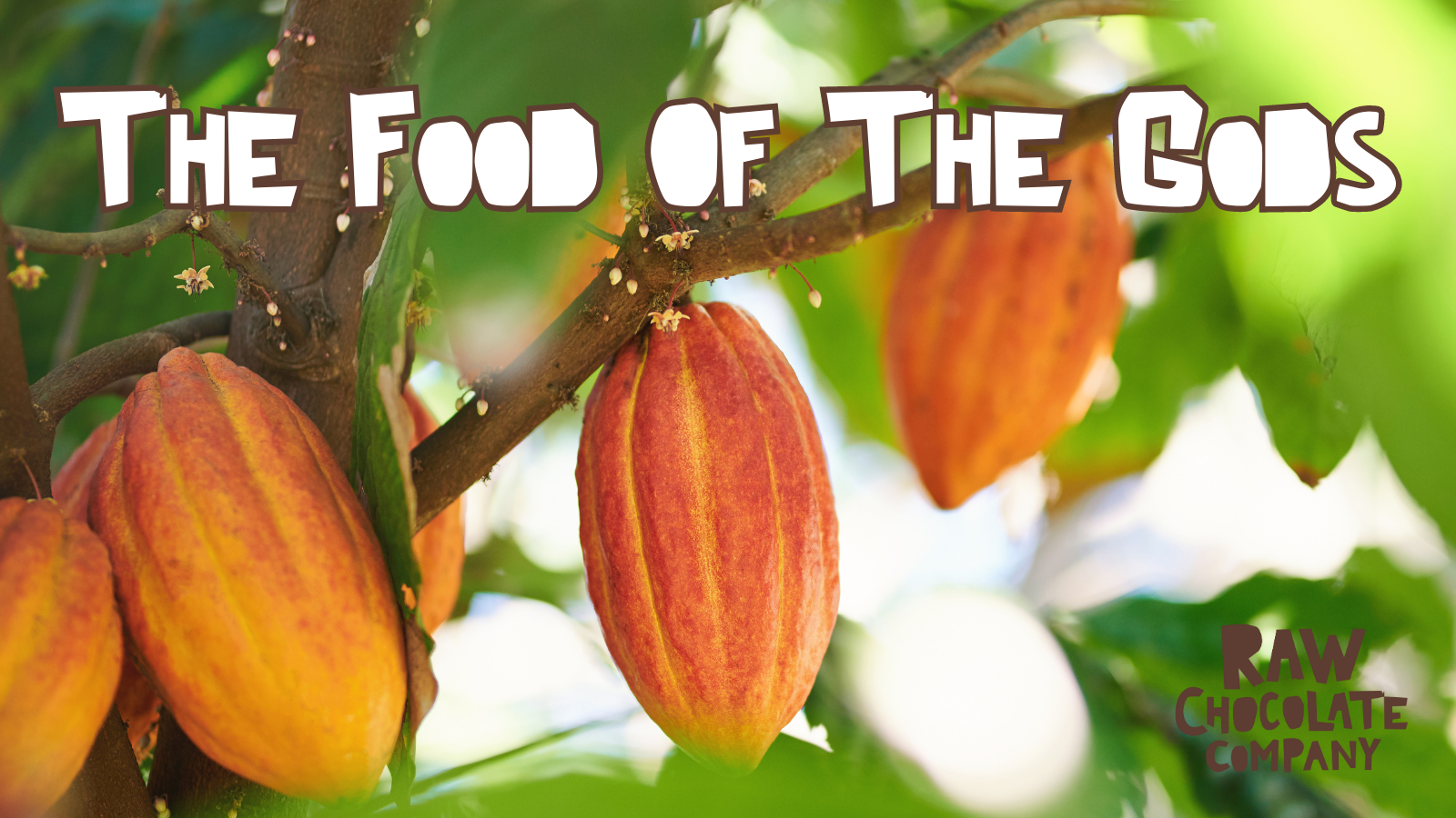 Cacao - Food of the Gods